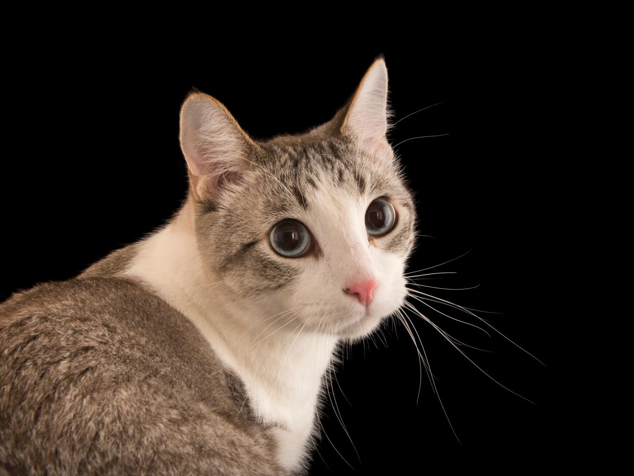 Do Cats Know Their Names? Scientists Went to a Cat Cafe to Find Out ... Cat fresh